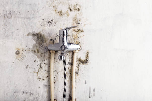 Best Industrial Mold Remediation in Glencoe, IL