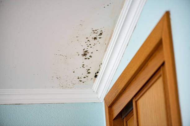Best Black Mold Remediation in Glencoe, IL
