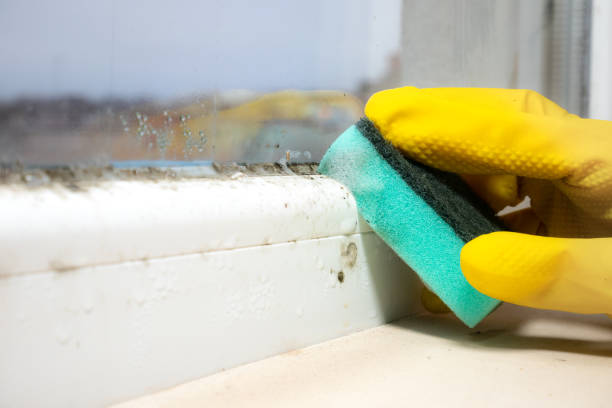 Best Health and Safety Mold Remediation in Glencoe, IL