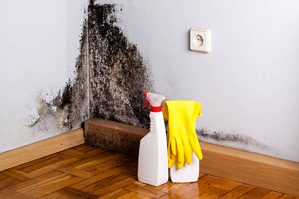 Trusted Glencoe, IL Mold Remediation Experts