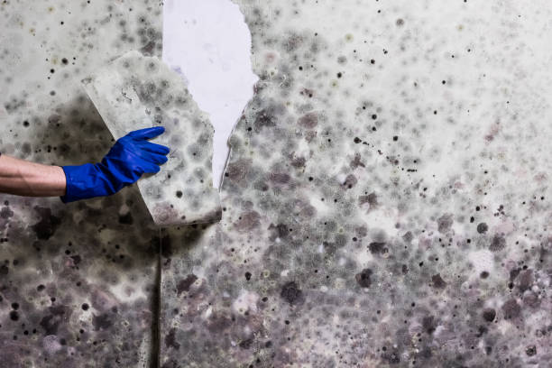 Best Kitchen Mold Remediation in Glencoe, IL