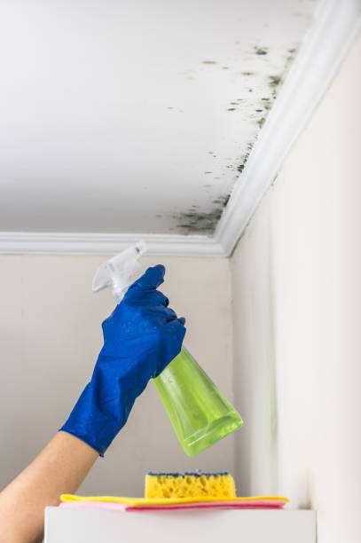 Best White Mold Remediation in Glencoe, IL